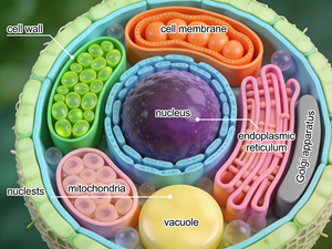 植物细胞科学插图