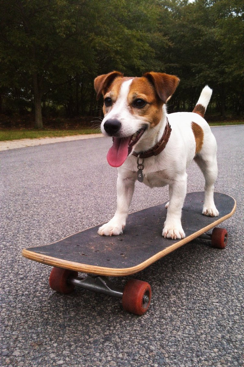 Dog on Skateboard Original iPhone Photo Prompt - Image 1