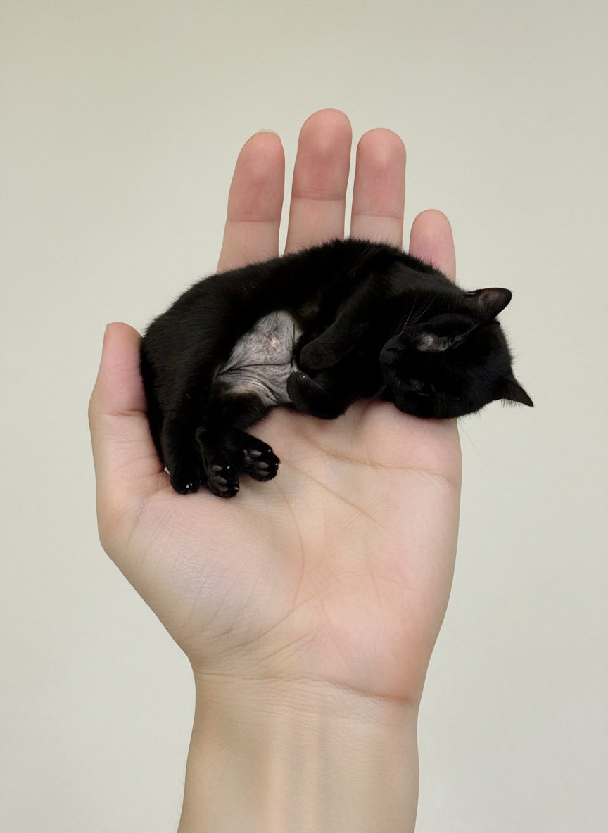 Miniature Pet on Palm Prompt for Image Generation