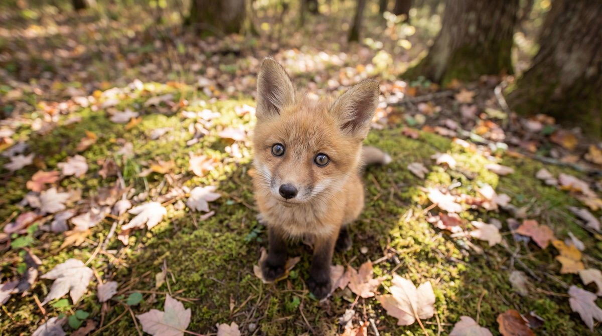 Adorable Baby Red Fox Kit Image Generation Prompt
