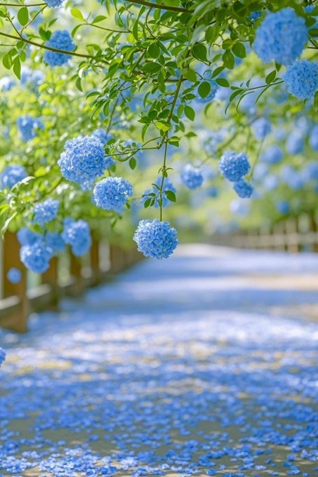 Social-Media-Beitrag - Ethereal Blue Flower Garden Pathway - Image 1