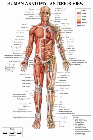 Detailed Medical Anatomy Infographic – GPT Image 2 prompt by Ivan Davila