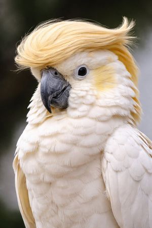 Cockatoo with a Comb-Over – GPT Image 2 prompt by 枝垂れ桜