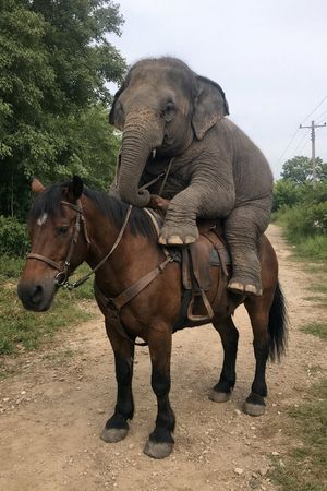 Elephant Riding a Horse – GPT Image 2 prompt by Nid All | AI art and more 🤖