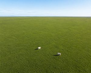 Aerial View of Vast Grassy Plain with Two Sheep – GPT Image 2 prompt by nic