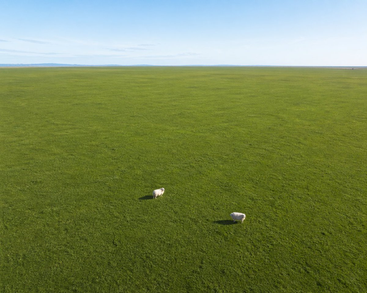 Aerial View of Vast Grassy Plain with Two Sheep