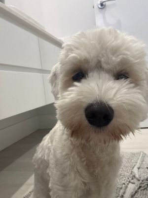 Pet in Cinematic Scene – GPT Image 2 prompt by Drew Pavlou 🇦🇺🇺🇸🇺🇦🇹🇼