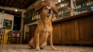 Dog in Leather Cangaceiro Hat at a Bar – GPT Image 2 prompt by Ginto