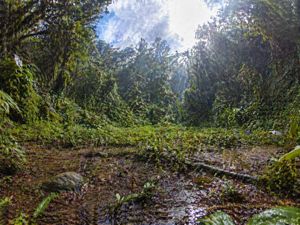 Rainforest Clearing with Speckle Artifacts – GPT Image 2 prompt by Mark Kretschmann