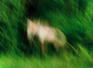 Blurred Deer in Green Forest – GPT Image 2 prompt by ͽ ͽ ͽ ͽ ͽ ͽ ͽ ͽ ͽ