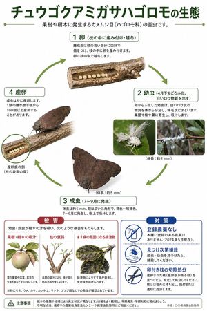 Japanese Pest Lifecycle Infographic
