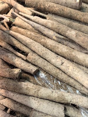 Yam Product Packaging Design Prompt