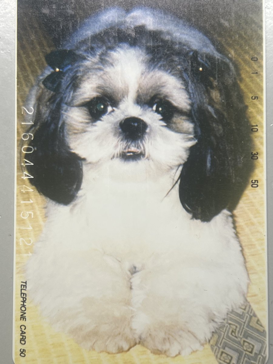 Shih Tzu Park Photo Restoration reference image 1