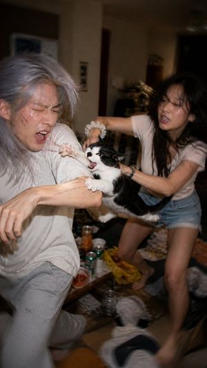 混乱猫咪闪光灯抓拍