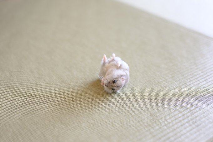ぱる - inline image