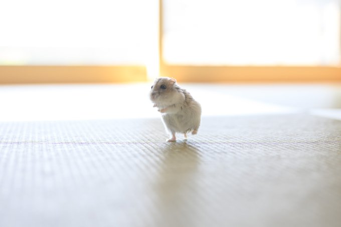 ぱる - inline image
