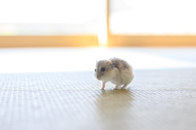 ぱる - inline image