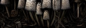 Moody Wide Macro Mushroom Cluster