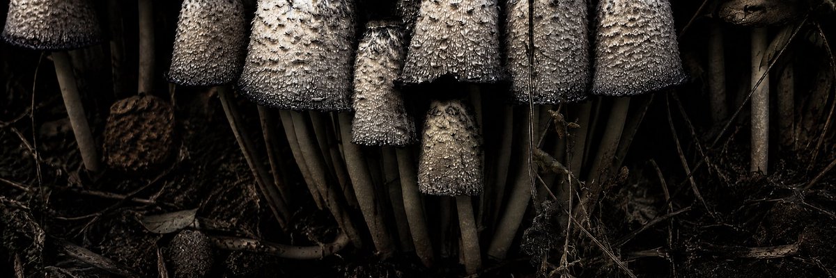 Moody Wide Macro Mushroom Cluster