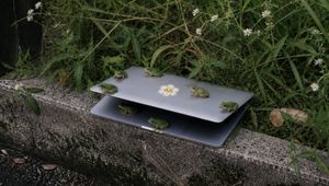 Frogs on a Laptop in Wild Grass