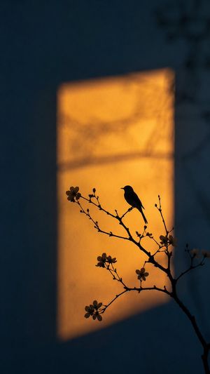 Artistic Silhouette Amber Light Photography