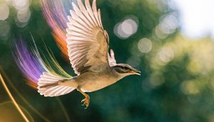 Realistic Bird with Artistic Traces
