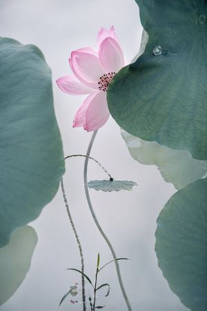 Cinematic Lotus Ancient Painting