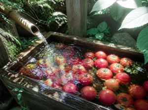 Forest Spring Tomatoes
