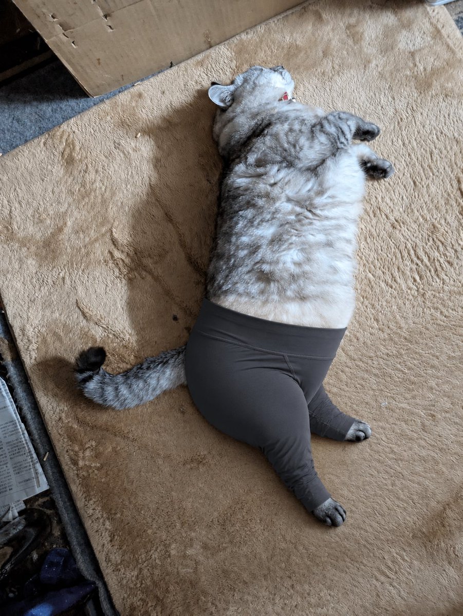 Social Media Post - Cat Wearing Yoga Pants - Image 1