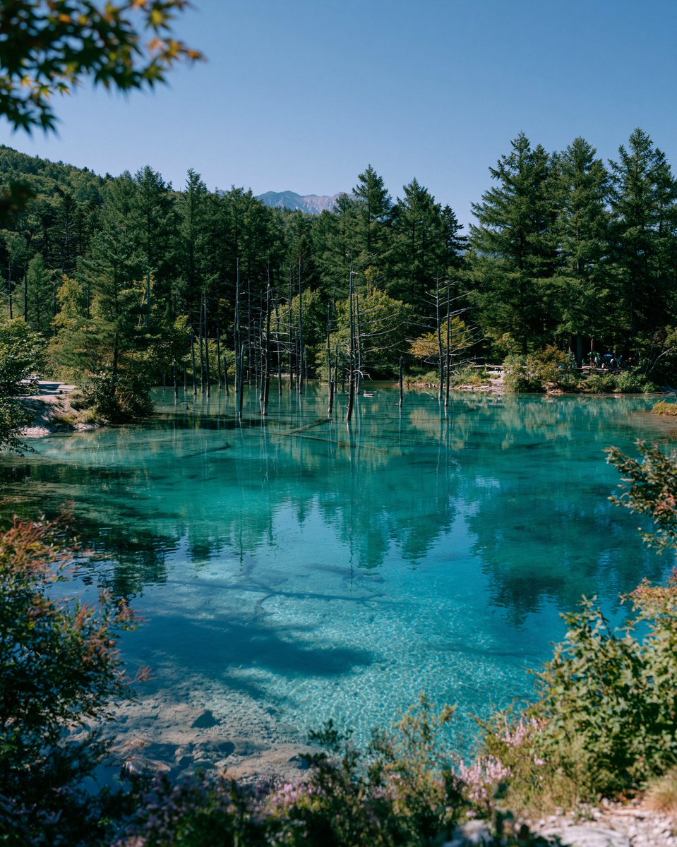 Turquoise Alpine Forest Pond