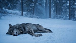 Fallen Wolf in Snowy Forest AI image template preview