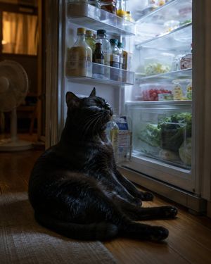 Black Cat Cooling by Open Fridge AI image template preview