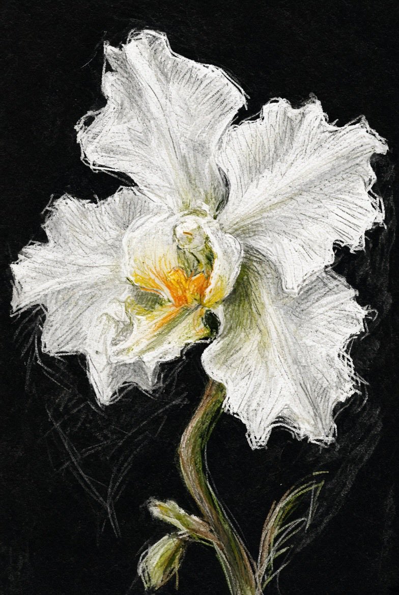 Social Media Post - Colored Pencil Orchid Sketch · 3