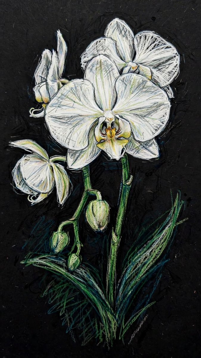 Social Media Post - Colored Pencil Orchid Sketch · 2