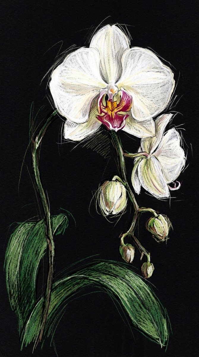 Social Media Post - Colored Pencil Orchid Sketch · 4