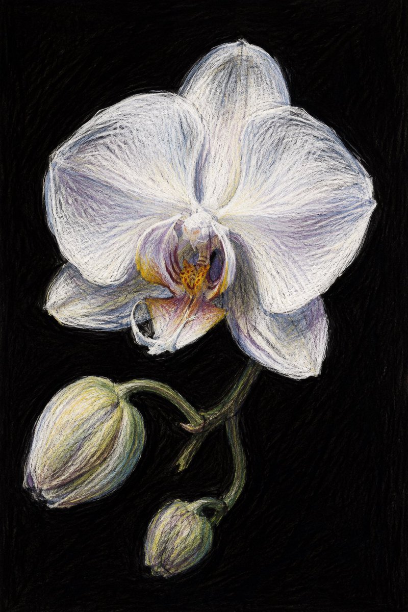 Colored Pencil Orchid Sketch