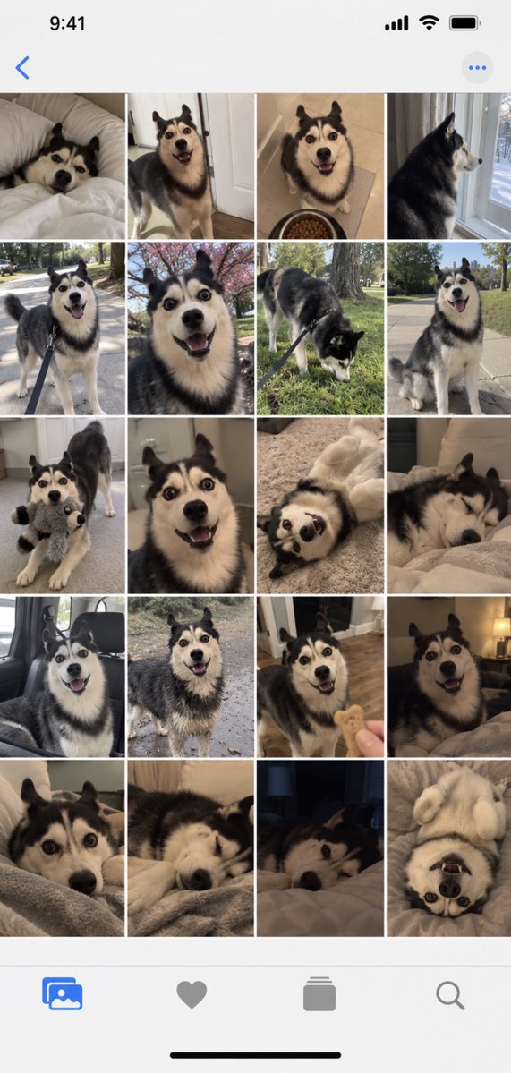 iPhone Gallery Screenshot of Husky Dog Photos