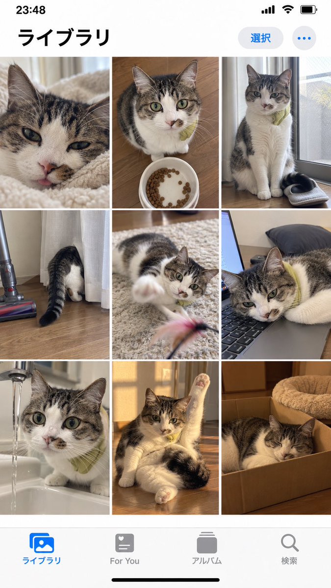 iPhone Photo Library Cat Grid Mockup