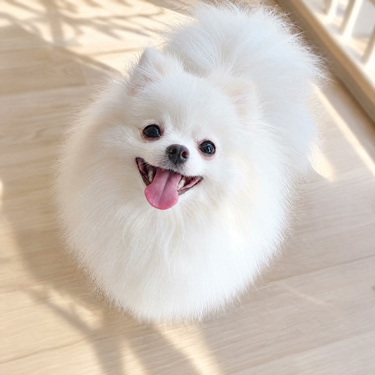 Hyper-Realistic White Pomeranian